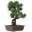 Pinus parviflora, 44 cm, ± 25 jaar oud