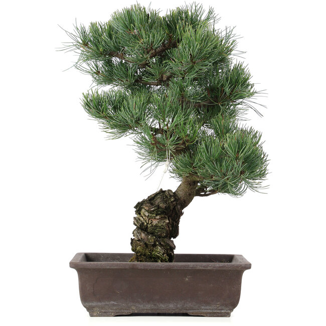 Pinus parviflora, 44 cm, ± 25 anni