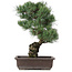 Pinus parviflora, 44 cm, ± 25 jaar oud