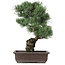 Pinus parviflora, 44 cm, ± 25 Jahre alt