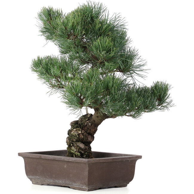 Pinus parviflora, 44 cm, ± 25 Jahre alt