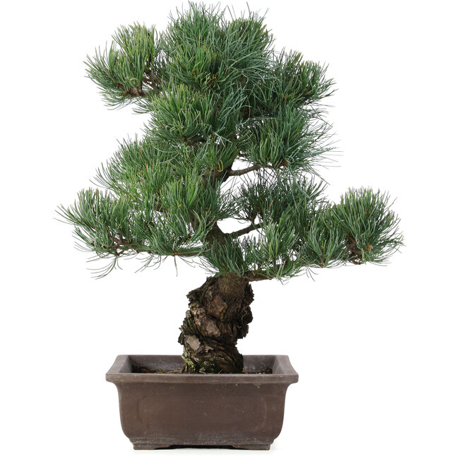 Pinus parviflora, 44 cm, ± 25 jaar oud
