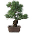 Pinus parviflora, 44 cm, ± 25 jaar oud