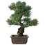 Pinus parviflora, 44 cm, ± 25 Jahre alt