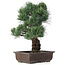 Pinus parviflora, 44 cm, ± 25 anni