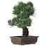 Pinus parviflora, 44 cm, ± 25 ans