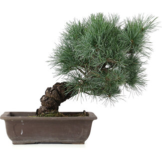 Pinus parviflora, 17,5 cm, ± 25 jaar oud