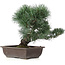 Pinus parviflora, 17,5 cm, ± 25 jaar oud