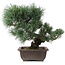 Pinus parviflora, 17,5 cm, ± 25 jaar oud