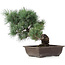 Pinus parviflora, 17,5 cm, ± 25 jaar oud