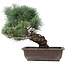 Pinus parviflora, 17,5 cm, ± 25 jaar oud