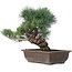 Pinus parviflora, 17,5 cm, ± 25 jaar oud