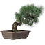 Pinus parviflora, 17,5 cm, ± 25 jaar oud