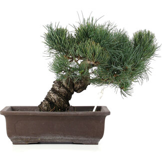Pinus parviflora, 28 cm, ± 25 anni