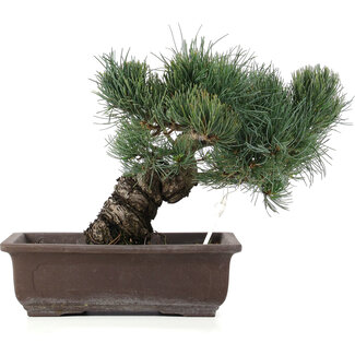 Pinus parviflora, 28 cm, ± 25 ans