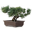 Pinus parviflora, 28 cm, ± 25 jaar oud