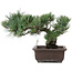 Pinus parviflora, 28 cm, ± 25 jaar oud