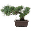 Pinus parviflora, 28 cm, ± 25 years old