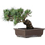 Pinus parviflora, 28 cm, ± 25 jaar oud