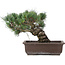 Pinus parviflora, 28 cm, ± 25 jaar oud