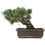 Pinus parviflora, 28 cm, ± 25 years old