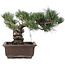 Pinus parviflora, 28 cm, ± 25 jaar oud