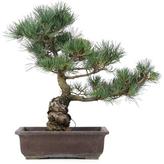 Pinus parviflora, 43 cm, ± 25 ans