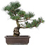 Pinus parviflora, 43 cm, ± 25 jaar oud