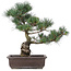 Pinus parviflora, 43 cm, ± 25 Jahre alt