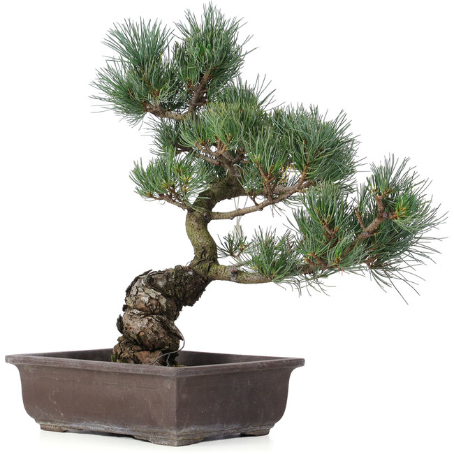 Pinus parviflora, 43 cm, ± 25 ans