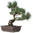 Pinus parviflora, 43 cm, ± 25 jaar oud