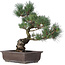 Pinus parviflora, 43 cm, ± 25 Jahre alt
