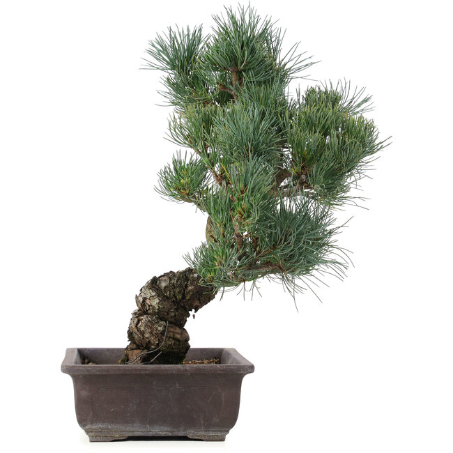 Pinus parviflora, 43 cm, ± 25 years old
