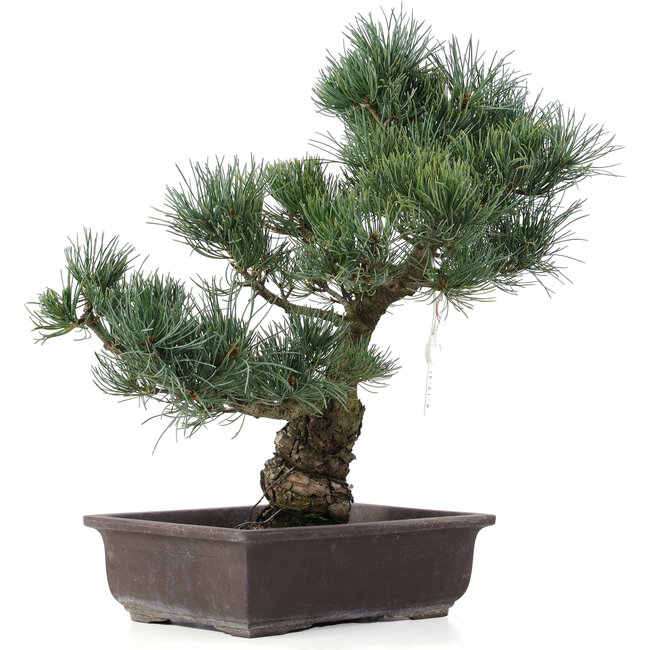 Pinus parviflora, 43 cm, ± 25 jaar oud