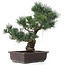 Pinus parviflora, 43 cm, ± 25 jaar oud