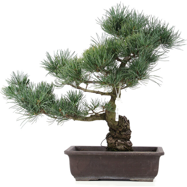 Pinus parviflora, 43 cm, ± 25 ans
