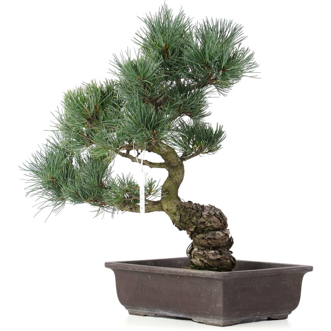 Pinus parviflora, 43 cm, ± 25 ans