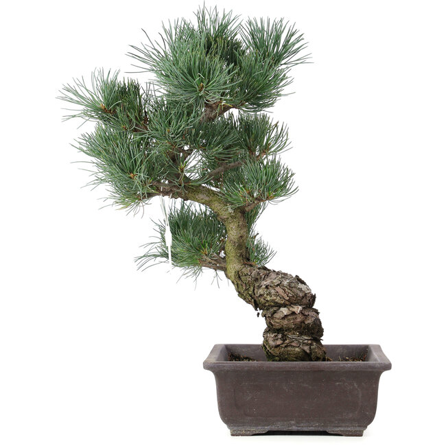 Pinus parviflora, 43 cm, ± 25 ans
