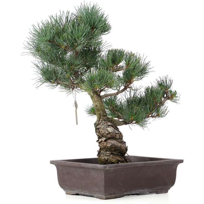 Pinus parviflora, 43 cm, ± 25 jaar oud