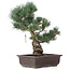 Pinus parviflora, 43 cm, ± 25 anni