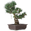 Pinus parviflora, 43 cm, ± 25 years old