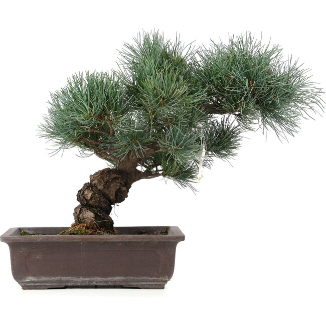 Pinus parviflora, 32 cm, ± 25 jaar oud