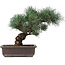 Pinus parviflora, 32 cm, ± 25 anni