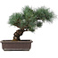 Pinus parviflora, 32 cm, ± 25 ans