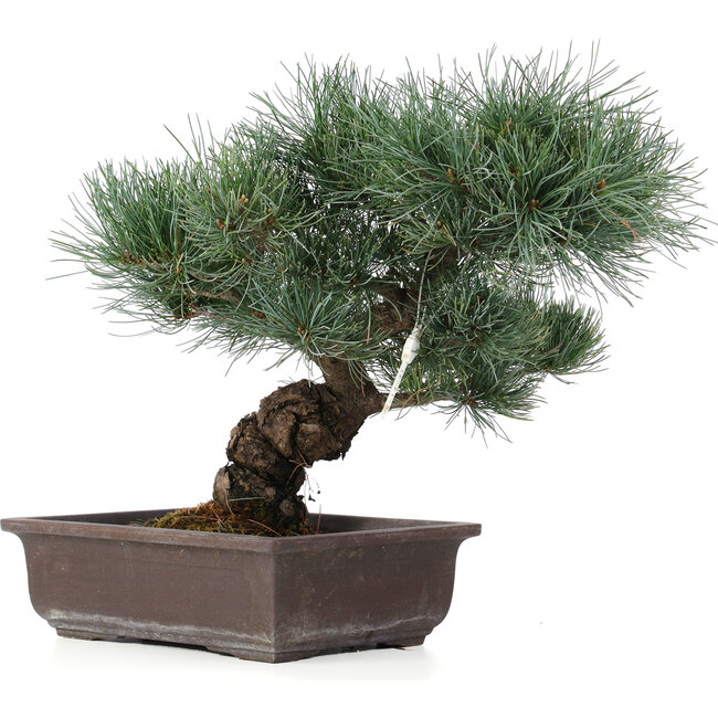 Pinus parviflora, 32 cm, ± 25 anni