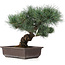 Pinus parviflora, 32 cm, ± 25 jaar oud