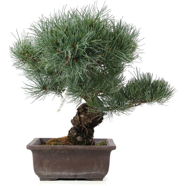Pinus parviflora, 32 cm, ± 25 years old