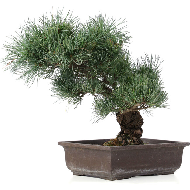Pinus parviflora, 32 cm, ± 25 jaar oud