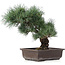 Pinus parviflora, 32 cm, ± 25 anni