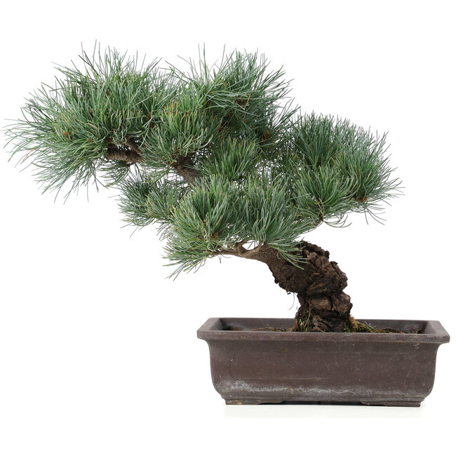 Pinus parviflora, 32 cm, ± 25 years old